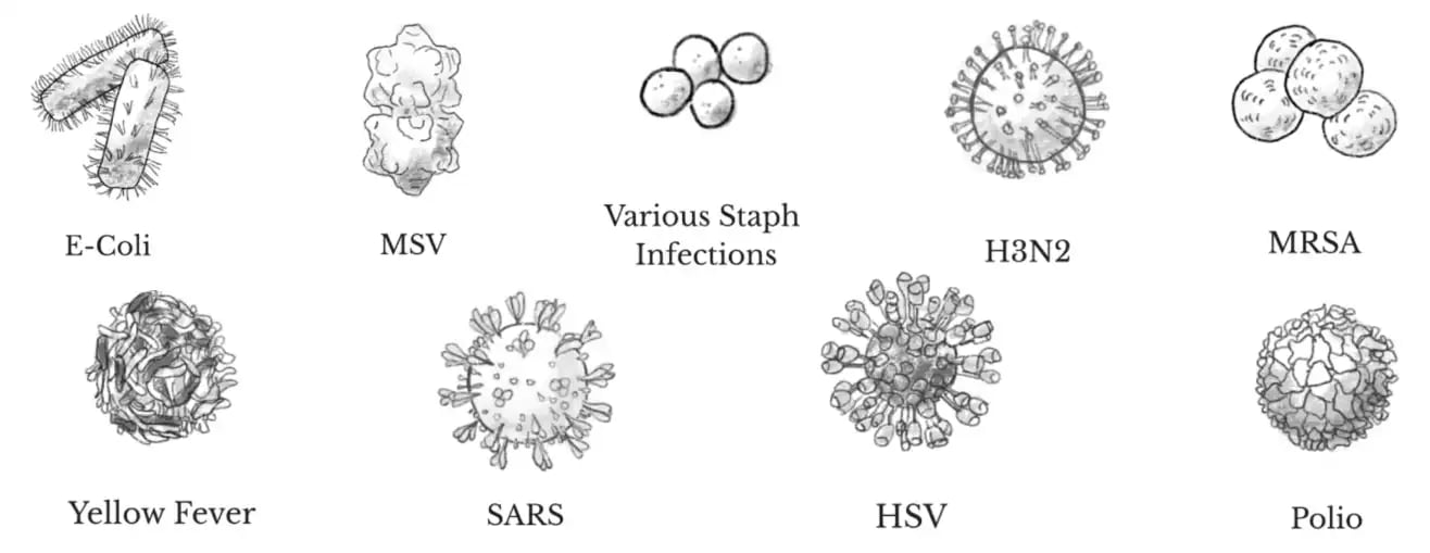 viruses